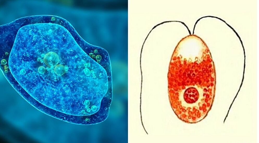 prvokové parazity dyzenteriálna améba a malarické plazmodium