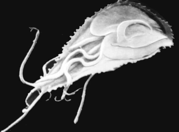 Malársky plazmodium