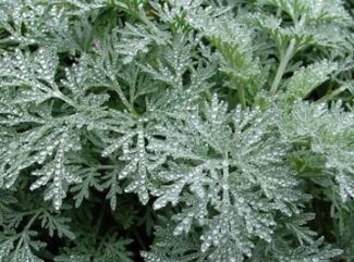 Wormwood proti červom